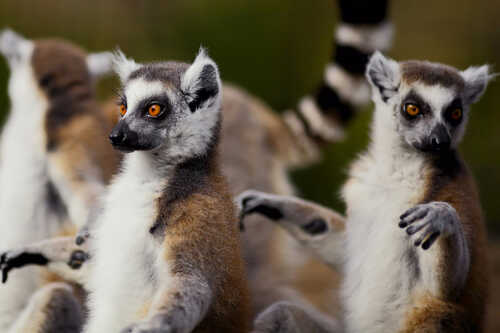 Bilde av lemurer.