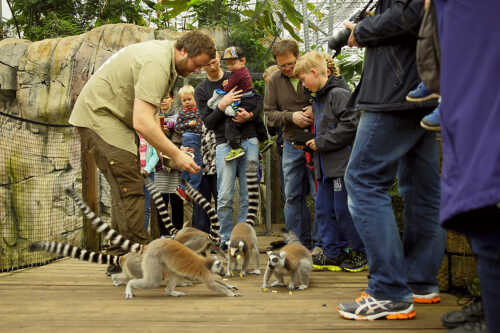 Dyrepasser med lemurer og gruppe med barn og voksne.