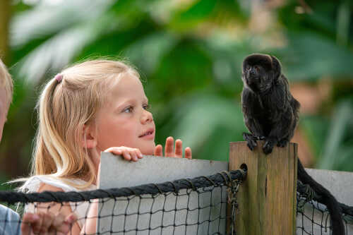 Jente som står nær og ser på sort ape.